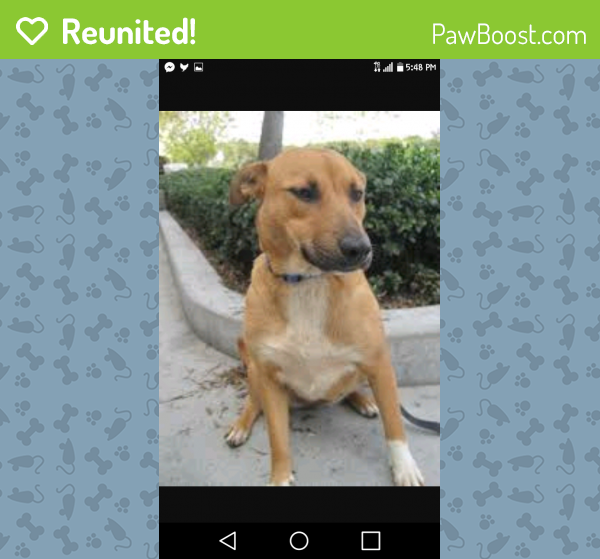 Reunited Male Dog in Houston, TX 77026 (ID 4698432) PawBoost