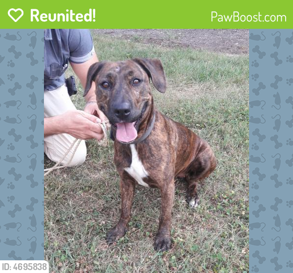 Reunited Female Dog in Knoxville, TN 37909 (ID 4695838) PawBoost