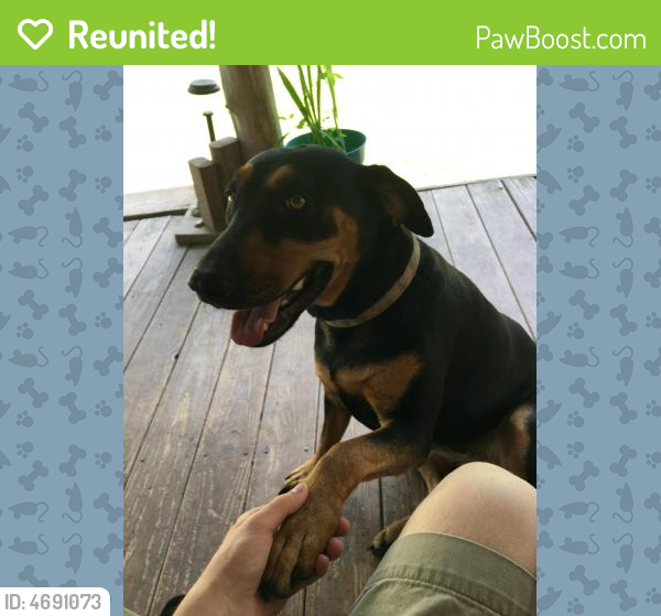 Reunited Female Dog in Vicksburg, MS 39183 (ID 4691073) PawBoost
