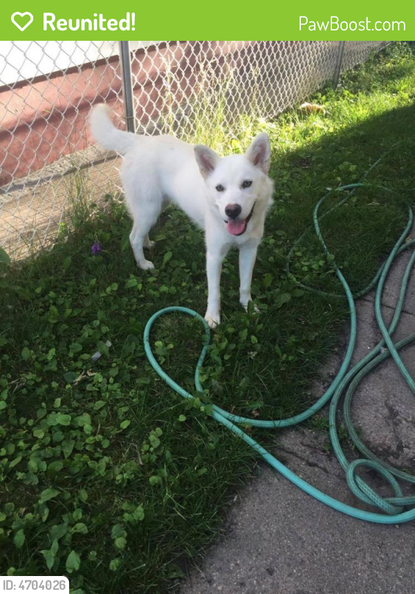 Reunited Female Dog last seen Near Avenue M South, Saskatoon, SK, Canada, Saskatoon, SK S7M 2K1