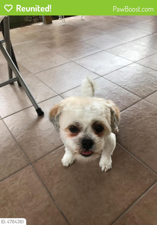 Reunited Female Dog in Las Vegas, NV 89139 (ID 4704361) PawBoost
