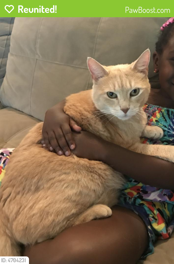 Reunited Male Cat in Louisville, KY 40204 (ID 4704231) PawBoost