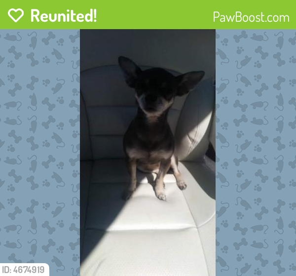 Reunited Female Dog in Levittown, PA 19057 (ID 4674919) PawBoost