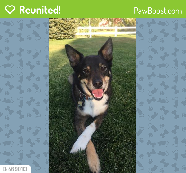 Reunited Male Dog in Sandy, UT 84070 (ID 64690113) PawBoost