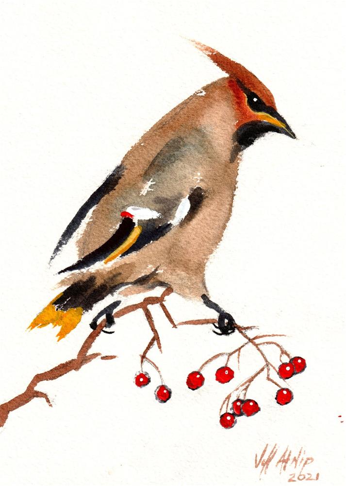 Cedar Waxwing