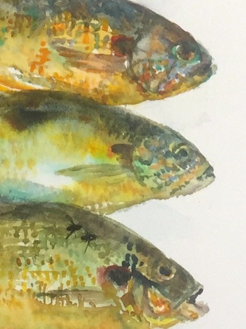 "Seven Pumpkinseeds" original fine art by Jean Krueger