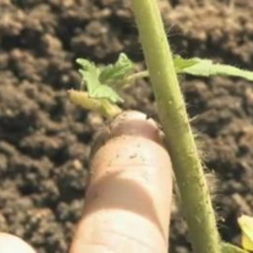 How to Deep-Plant Tomatoes - Fine Gardening