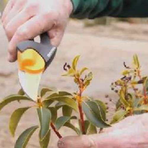 How to Prune Mountain Laurel FineGardening