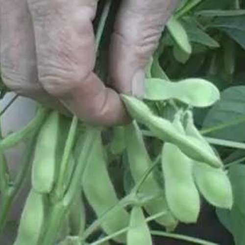 How to Harvest Soybeans (Edamame) Fine Gardening