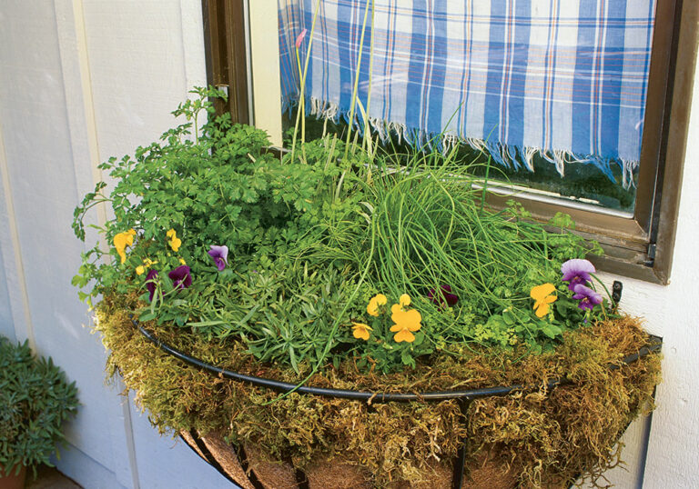 Growing Herbs in Window Boxes FineGardening