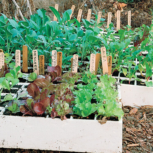 trays - Fine Gardening