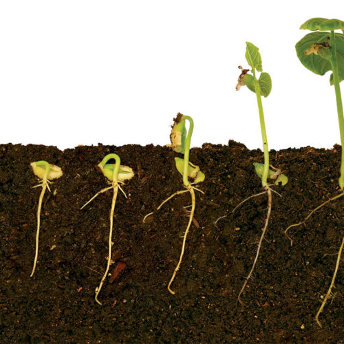 Starting From Seed - Fine Gardening