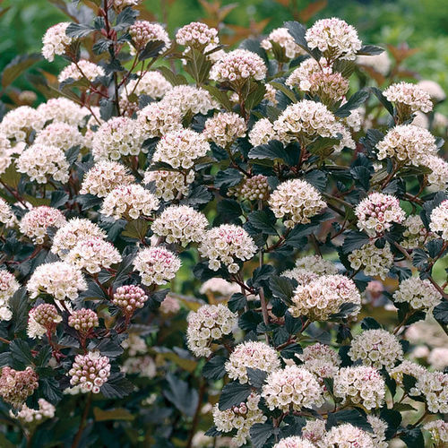 Plant This, Not That - Fine Gardening
