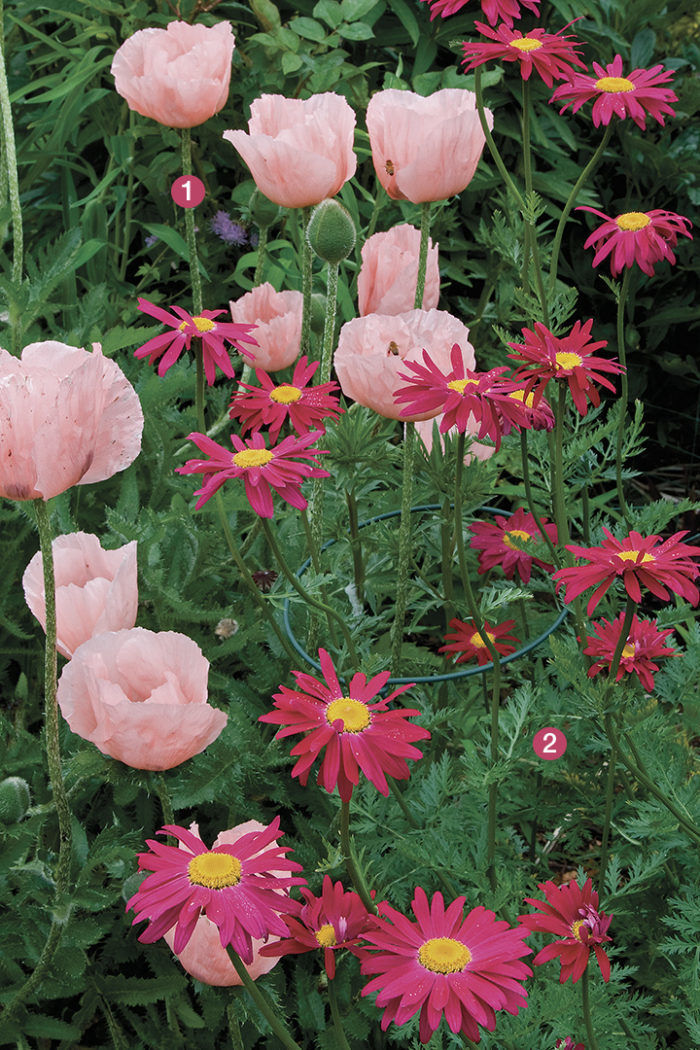 Spring Plant Combinations for Seasonal Interest - Fine Gardening