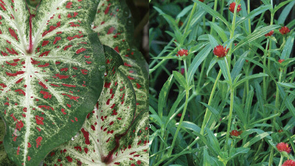 Fast-Growing Fillers - FineGardening - Vimarsana News