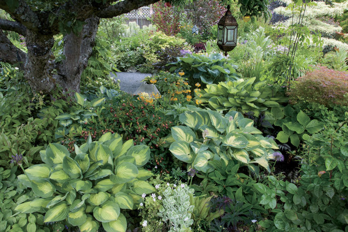 How To Use Hostas In Your Garden Design Finegardening