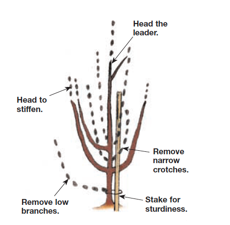 Two Ways to Prune New Fruit Trees - Fine Gardening