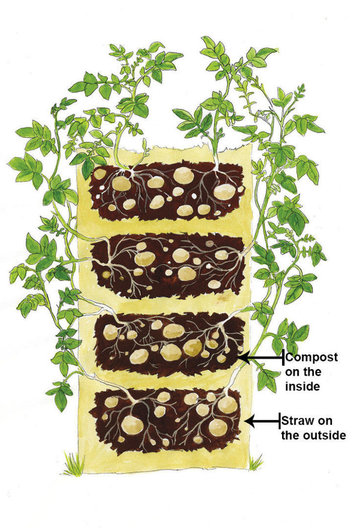 How to Grow Potatoes in a Tower FineGardening