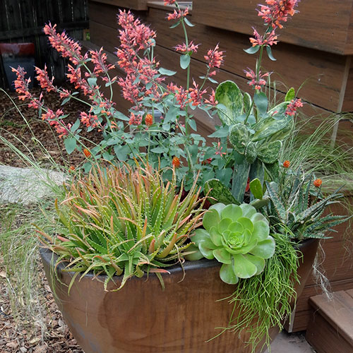 A Monochromatic Color Scheme Creates Dynamic Containers - Fine Gardening