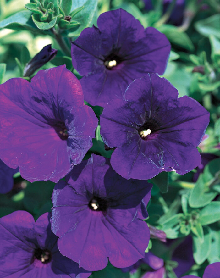 How to Build a Hanging Basket FineGardening