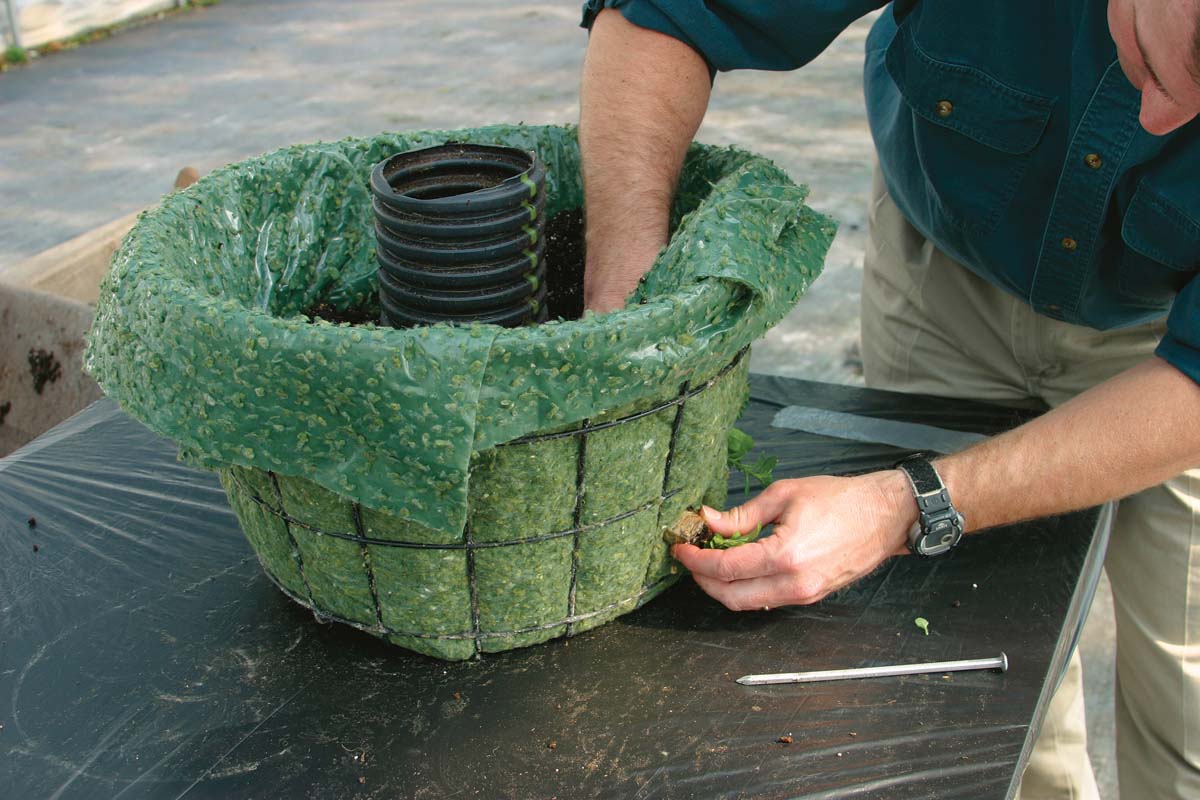 How to Build the Best Hanging Basket FineGardening