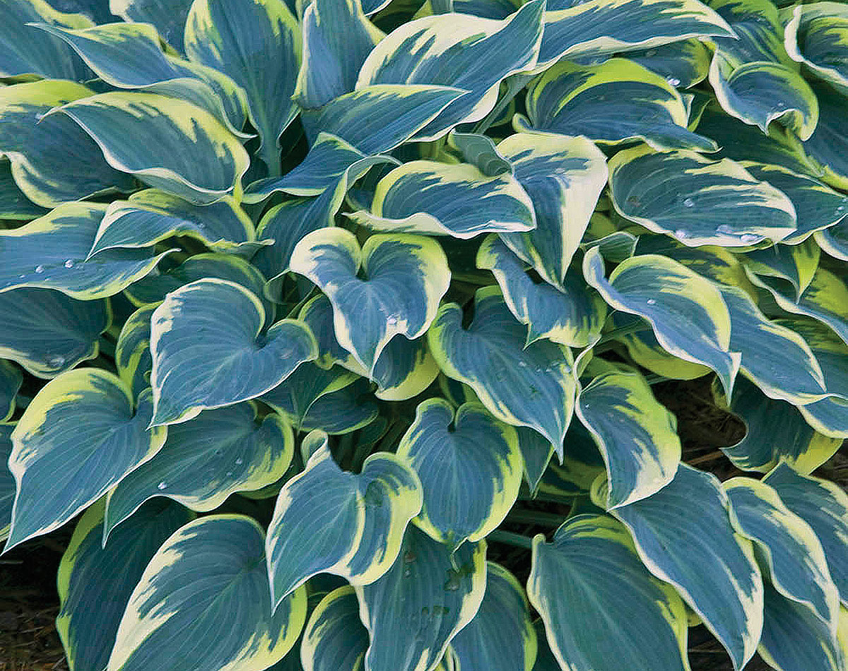 First Frost hosta