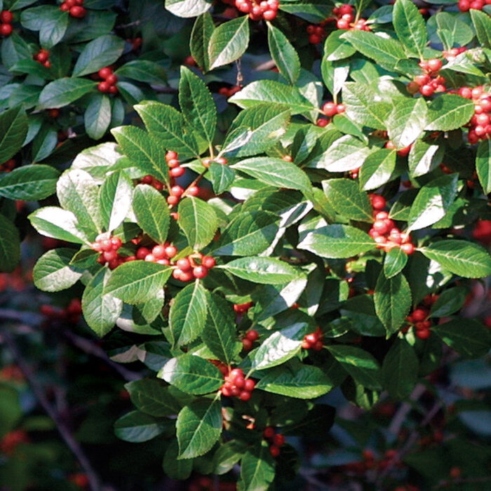 How to Prune Hollies FineGardening