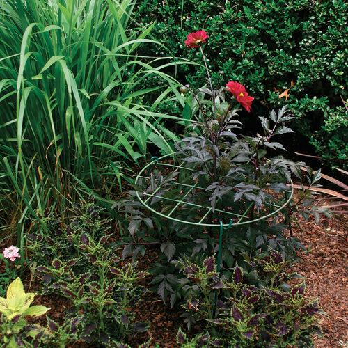 How to Avoid Staking Plants Fine Gardening