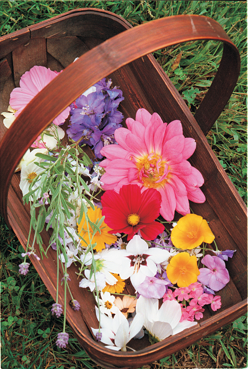 Two Ways to Press Flowers for Garden Art FineGardening