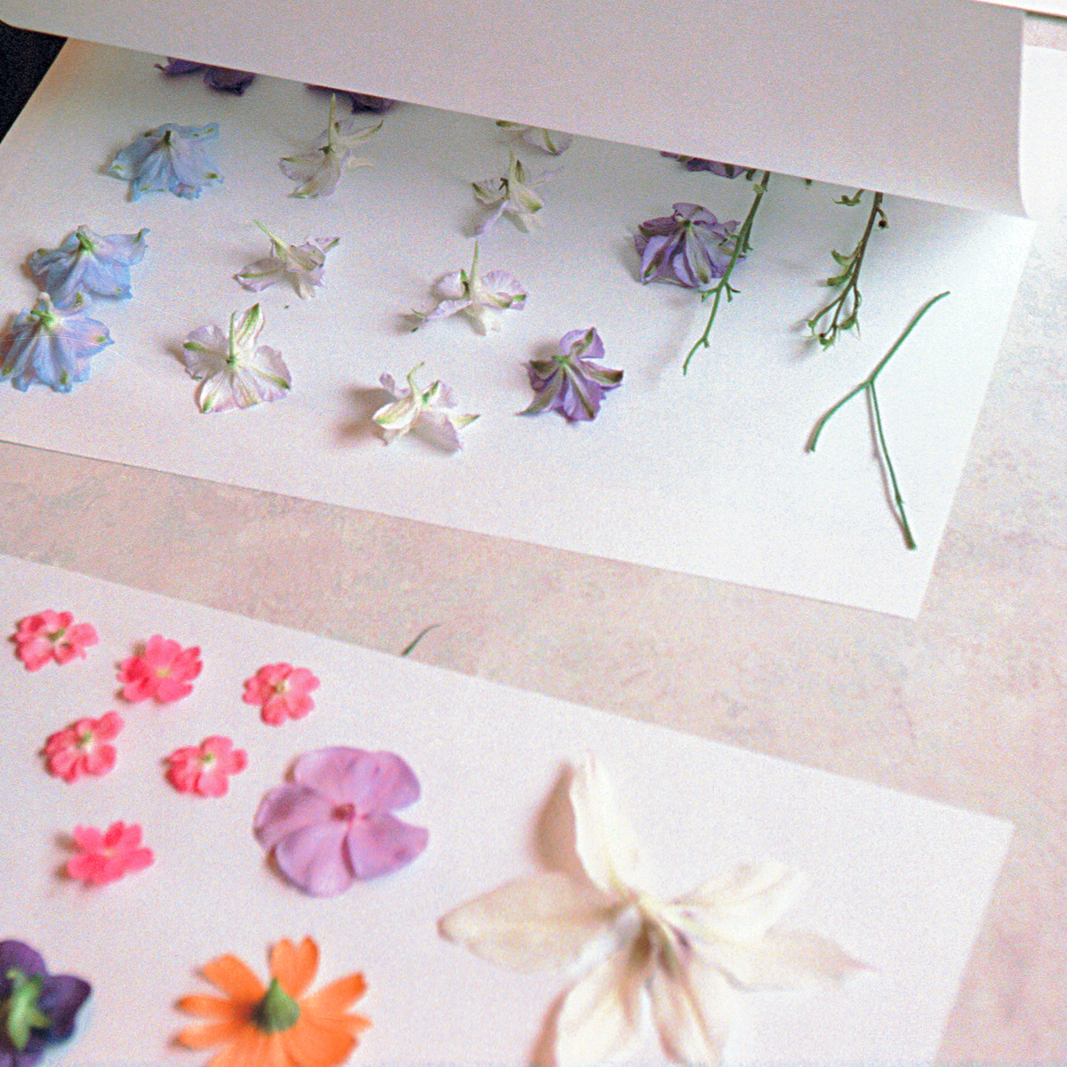 Two Ways to Press Flowers for Garden Art FineGardening