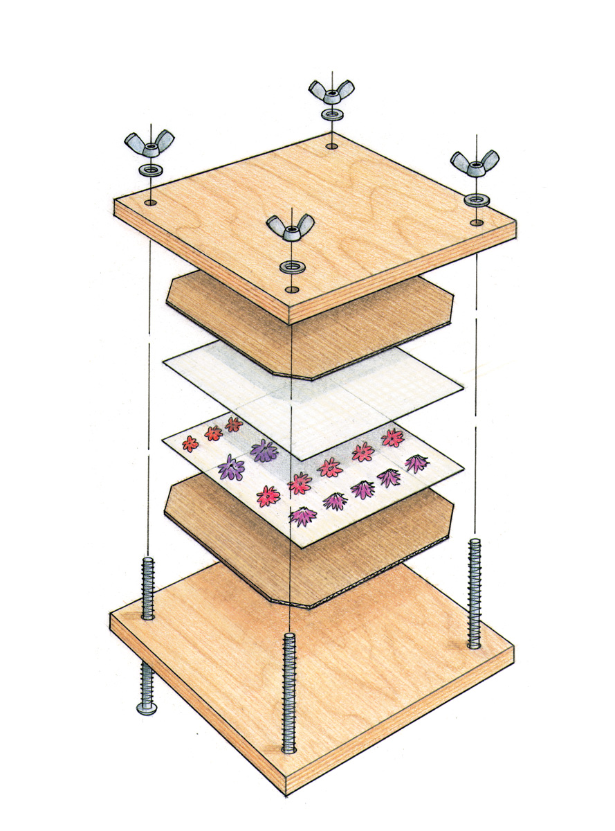 press flower illustration showing layers