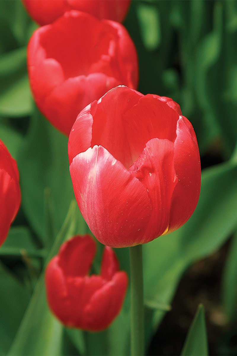 How to Plant Tulips in Pots FineGardening