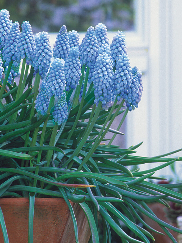 Planting SpringBlooming Bulbs in Containers FineGardening