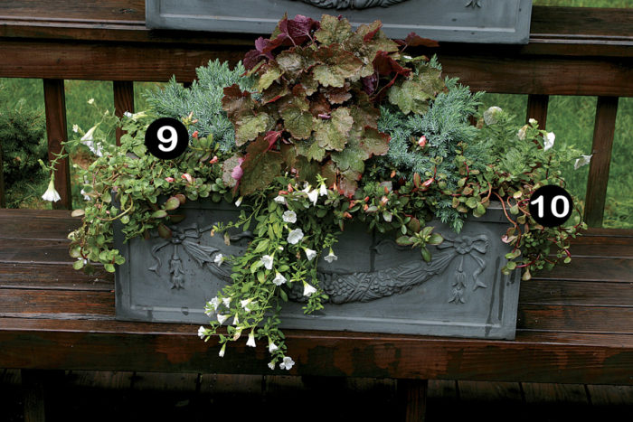 10 Plants for Year-Round Containers - Fine Gardening