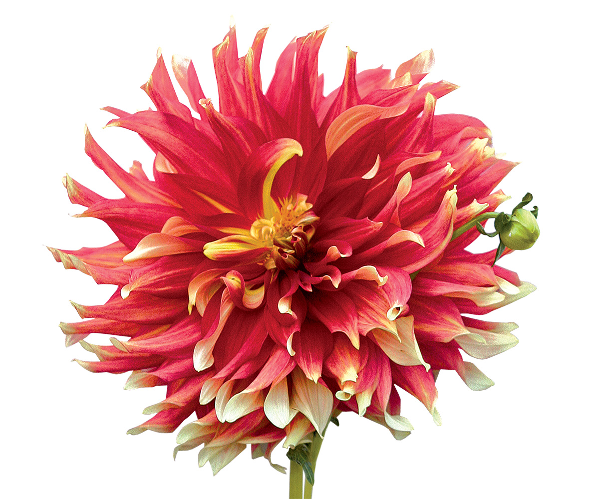 The Best Dahlias for Your Garden FineGardening