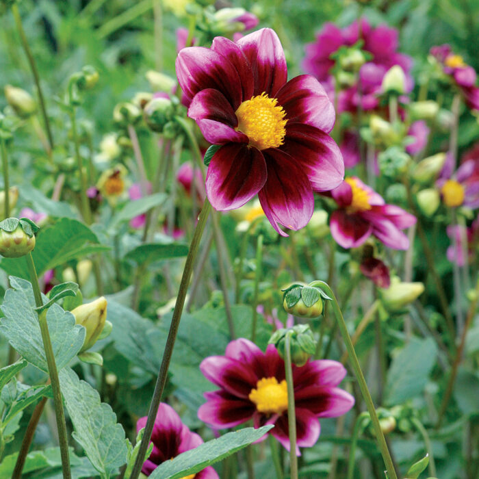 The Best Dahlias for Your Garden FineGardening