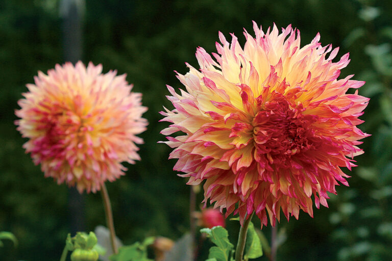 The Best Dahlias for Your Garden FineGardening