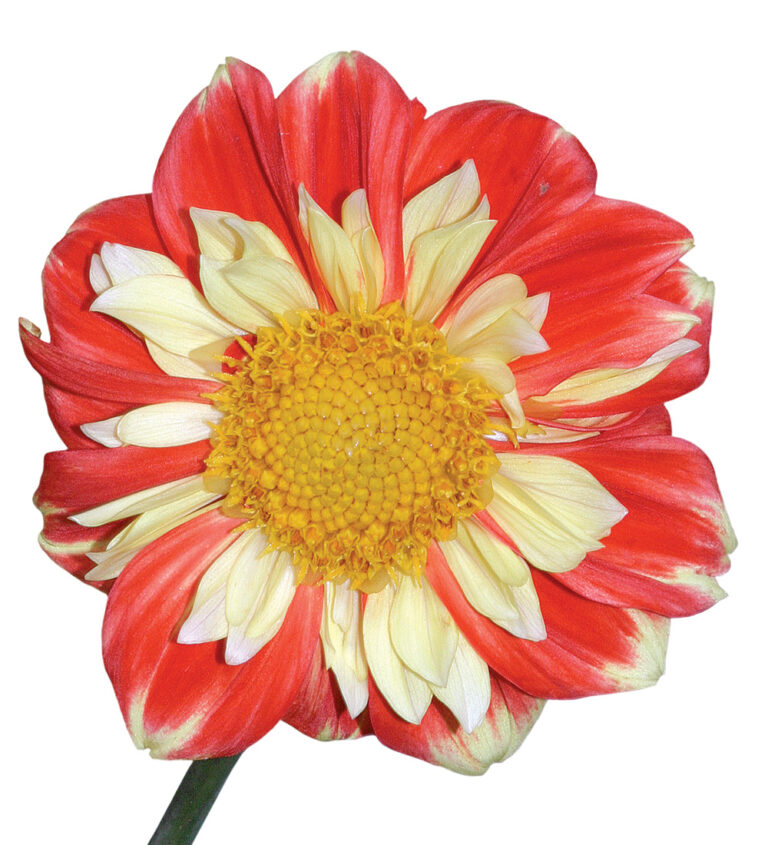 The Best Dahlias for Your Garden FineGardening