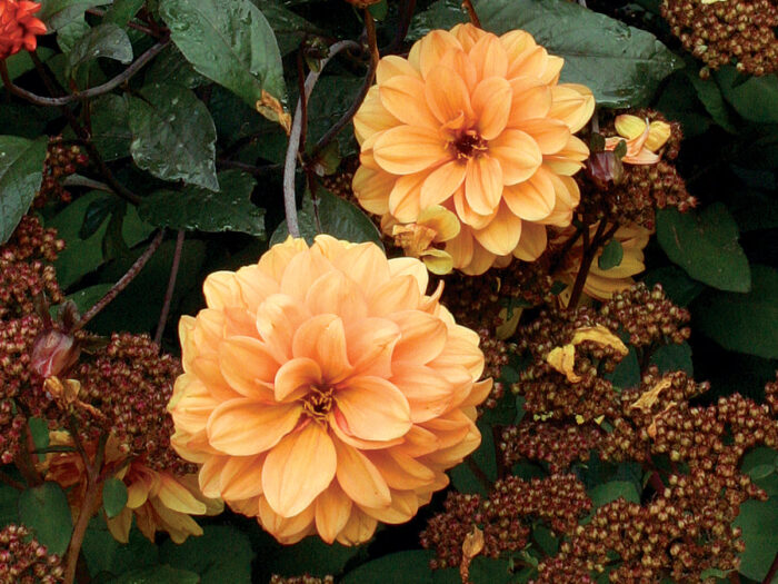 The Best Dahlias for Your Garden FineGardening