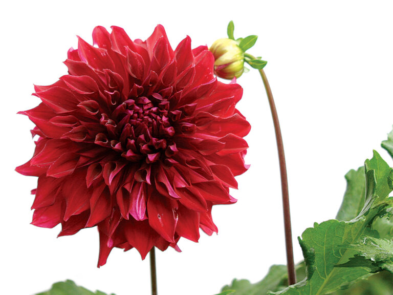 The Best Dahlias for Your Garden FineGardening
