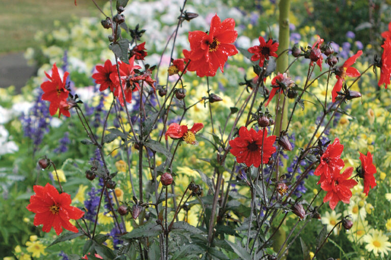 The Best Dahlias for Your Garden FineGardening