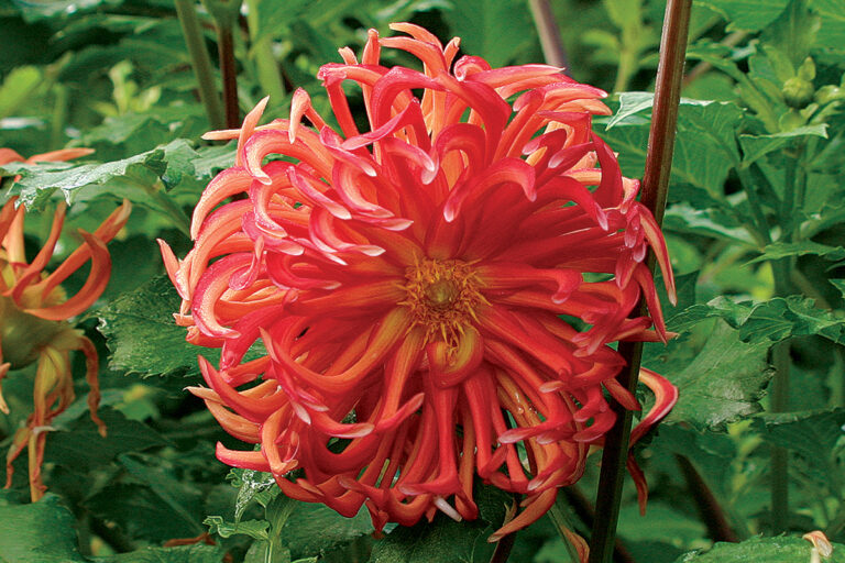 The Best Dahlias for Your Garden FineGardening
