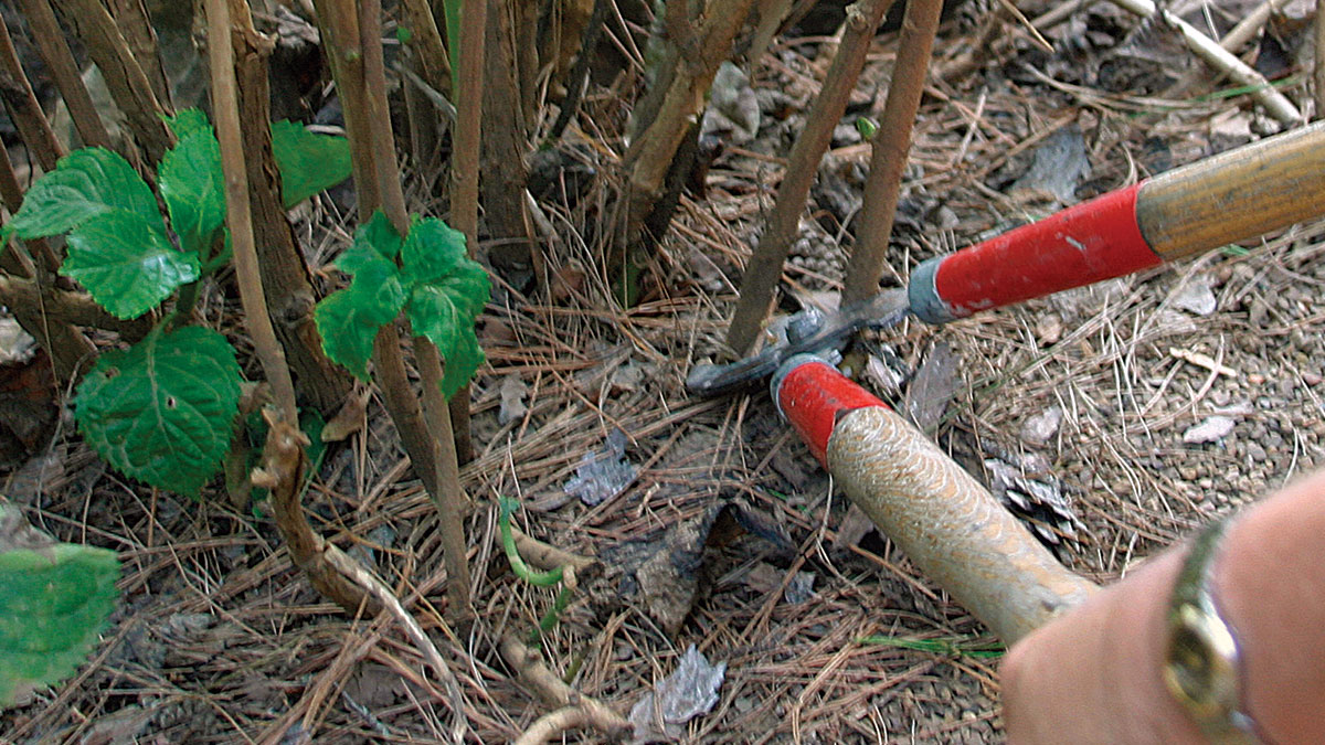 Pruning Hydrangeas FineGardening