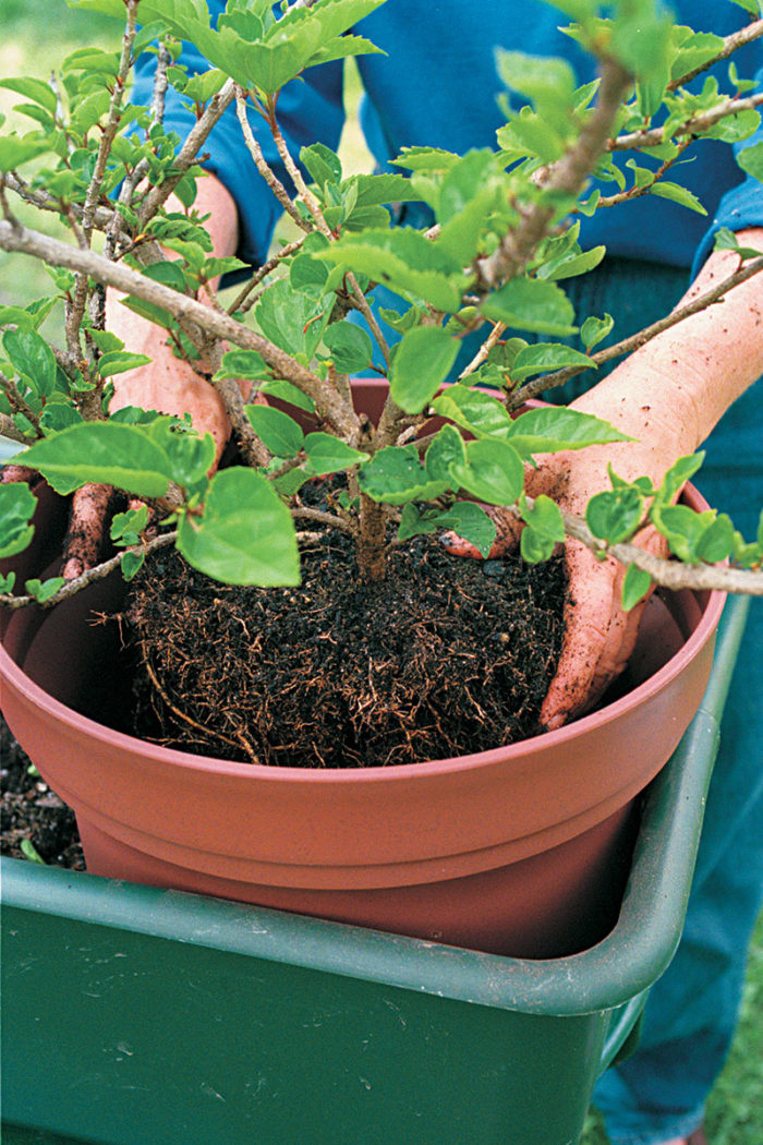 How to Repot Container Plants FineGardening