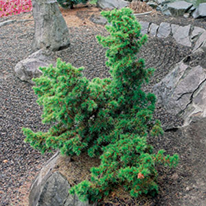 Small Growth Tree Trees for Tight Spaces - FineGardening