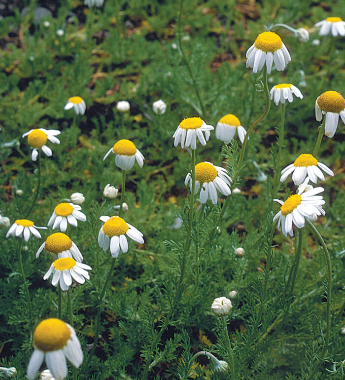 10 Ornamental Herbs FineGardening