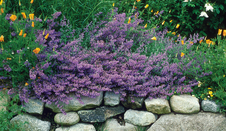 10 Ornamental Herbs Fine Gardening 10-ornamental-herbs-fine-gardening