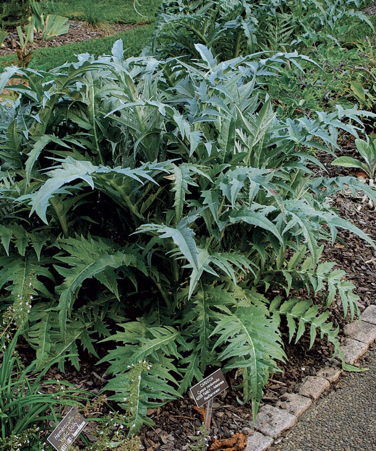 10 Ornamental Herbs FineGardening