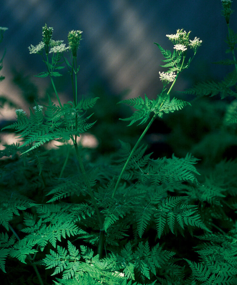 10 Ornamental Herbs FineGardening