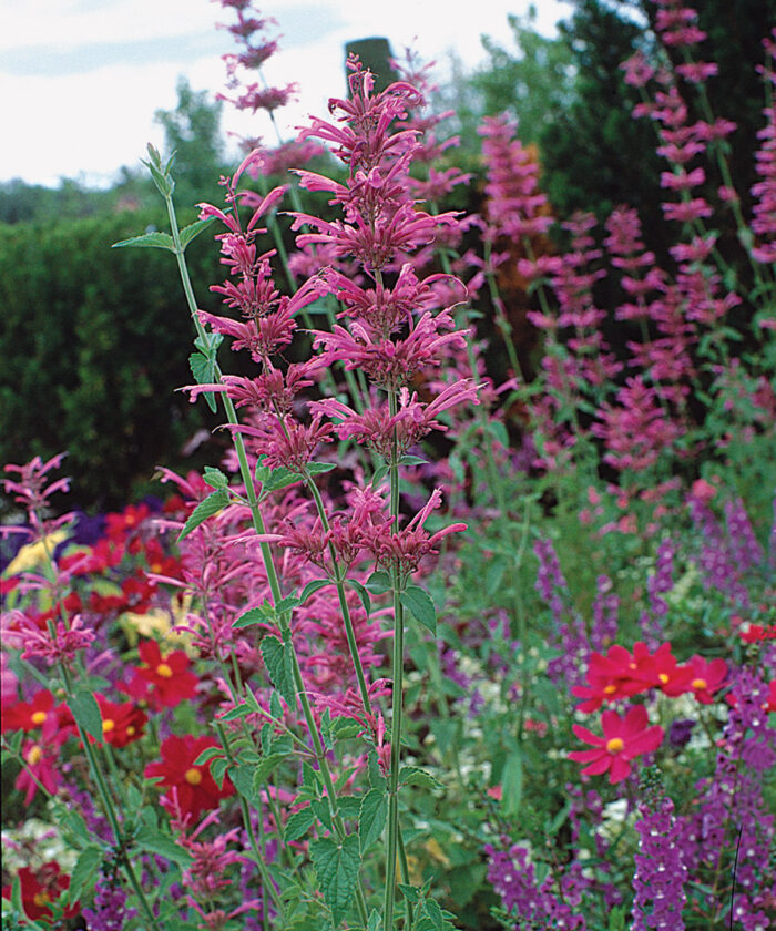 10 Ornamental Herbs FineGardening